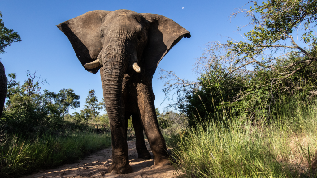 Fishan the Elephant Survivor | Wound Cleaning and Progress 5 Years After the Fracture