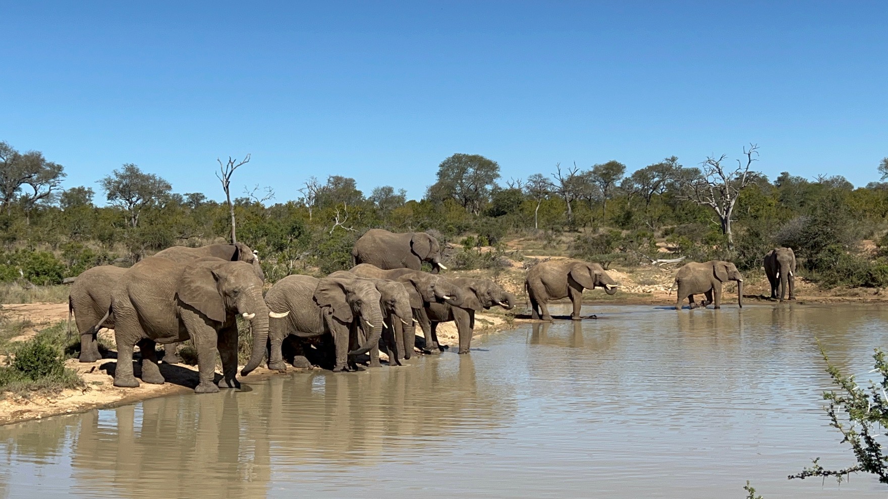 Collaborating with University Students in the Name of Elephant Research