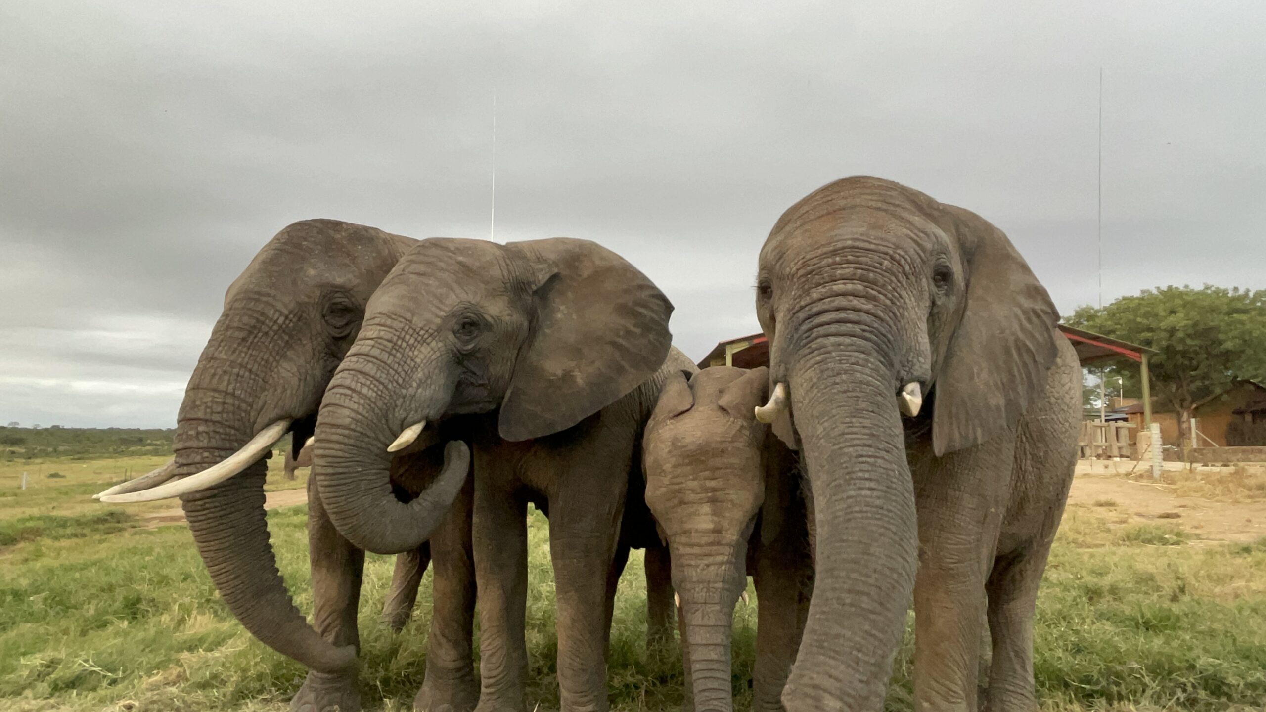 Welcome to the Elephant Homestead