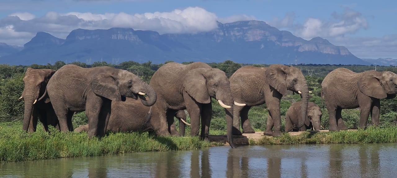How to Identify the Jabulani Herd Elephants
