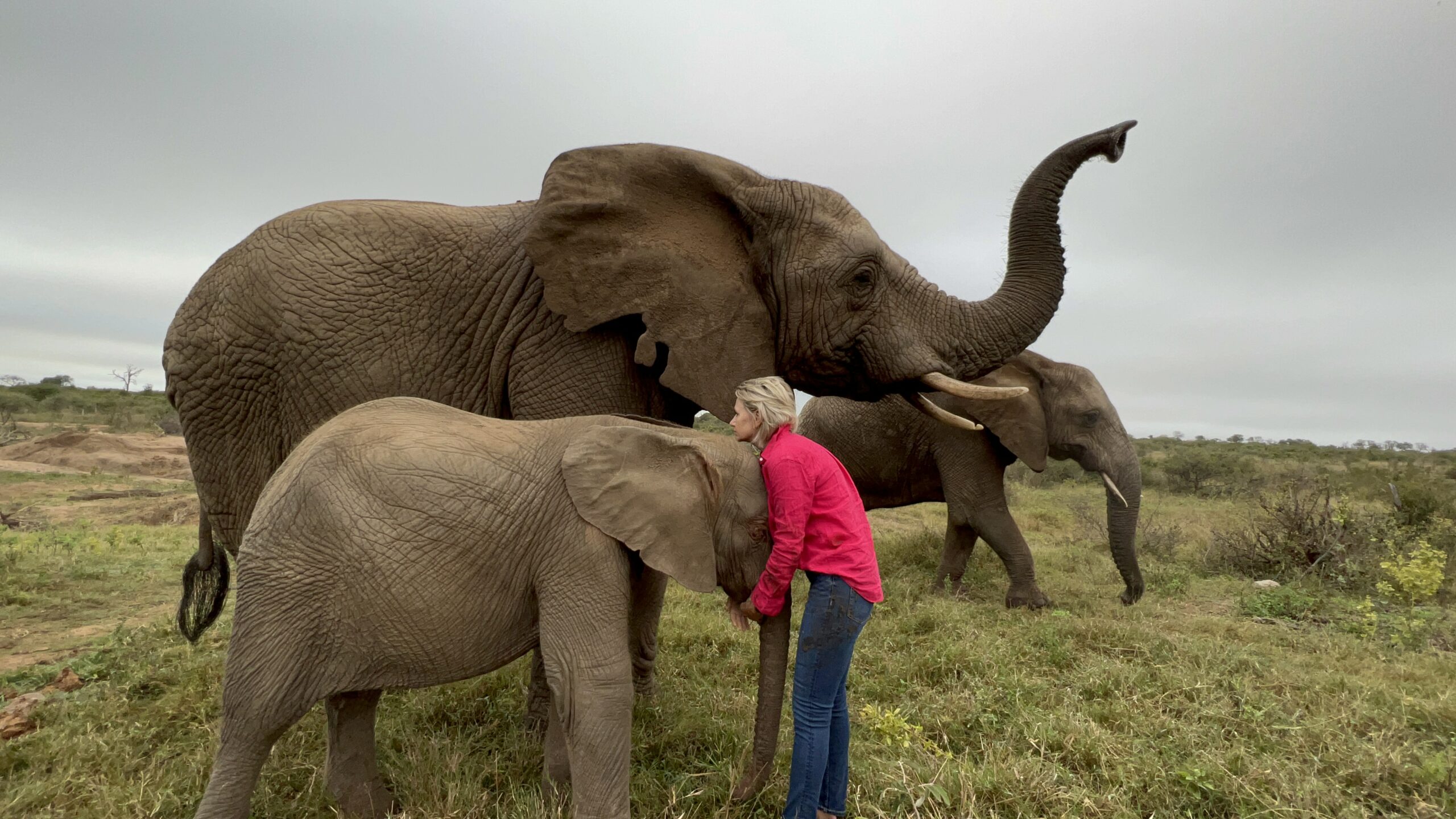 What Makes Elephants so Amazing? Watch & Learn About Their Incredible Bonds
