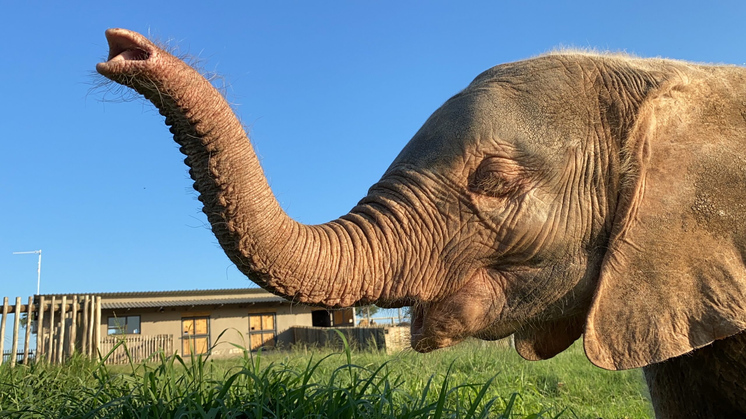 How Being an Albino Affects Orphan Elephant Calf, Khanyisa