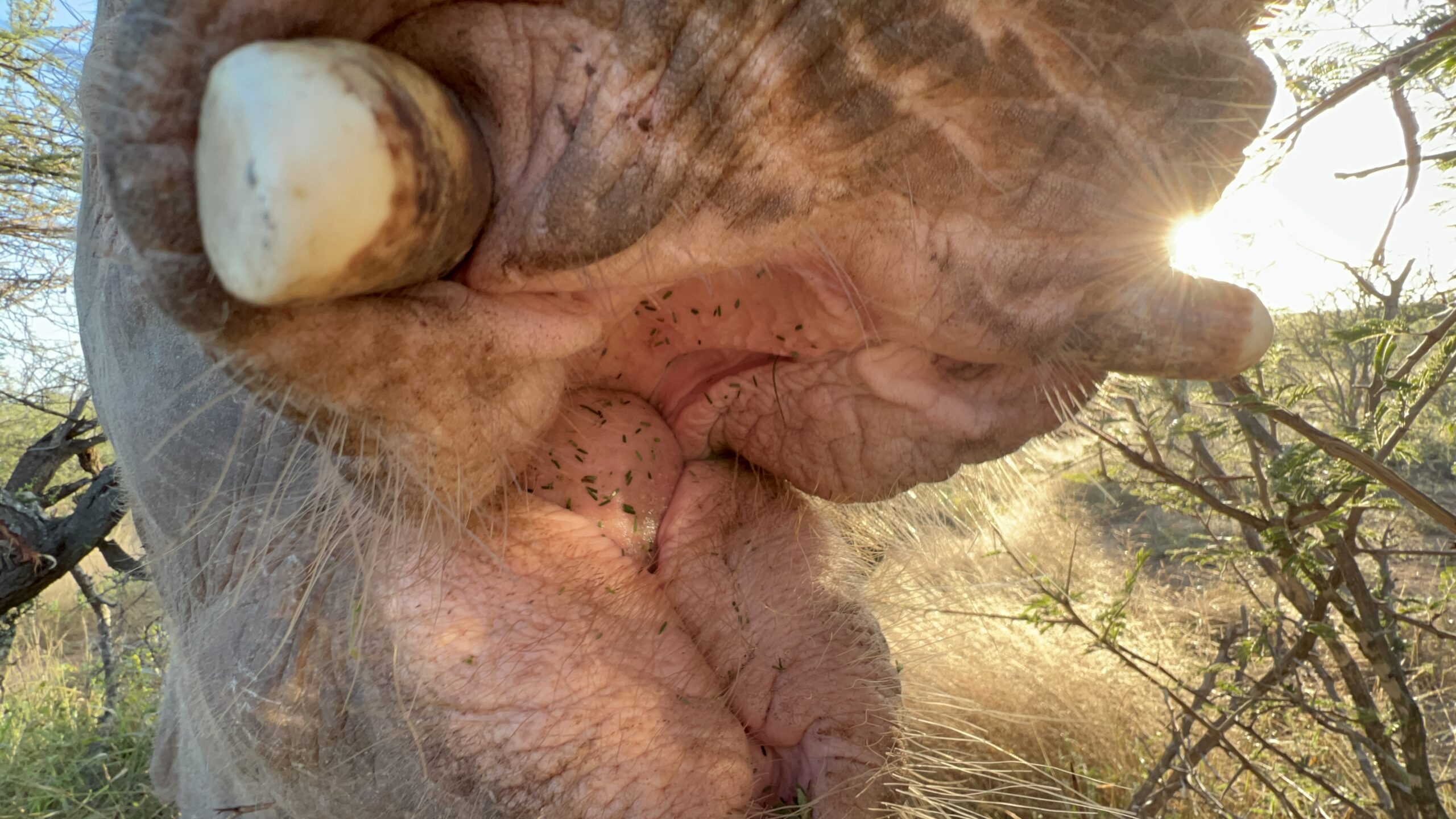 Baby Elephant Khanyisa Loses a Tooth & A New Dynamic Develops with Kumbura & Lundi!