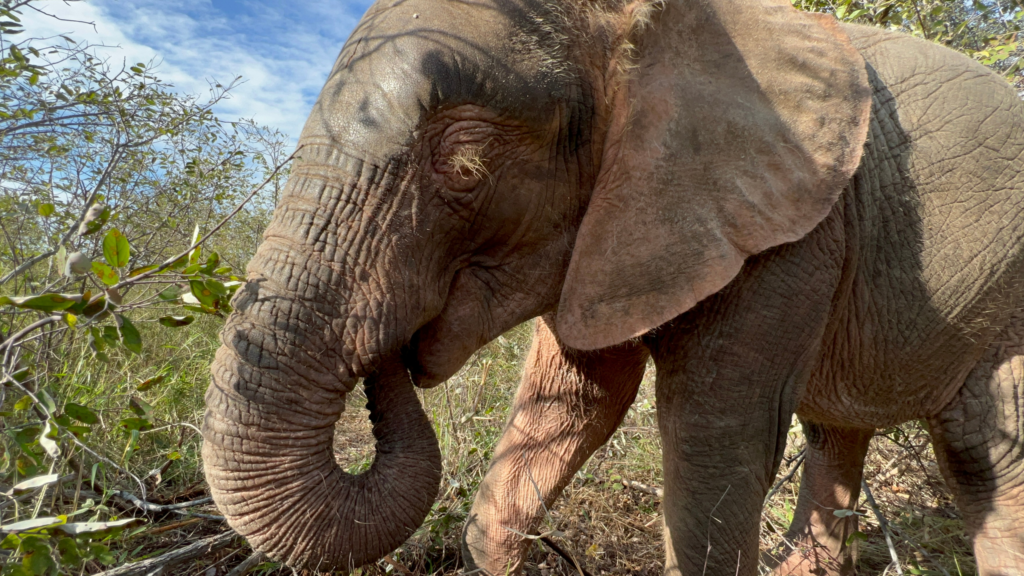 The Happiest Muddy Little Elephants, Khanyisa & Timisa And Serious Dam Time