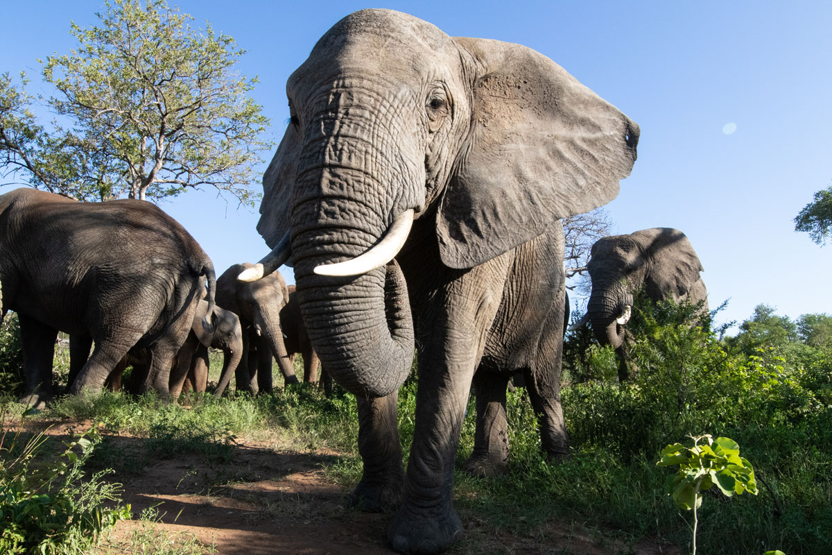 Meet Tokwe: The Elephants’ Matriarch & Mother of the Herd