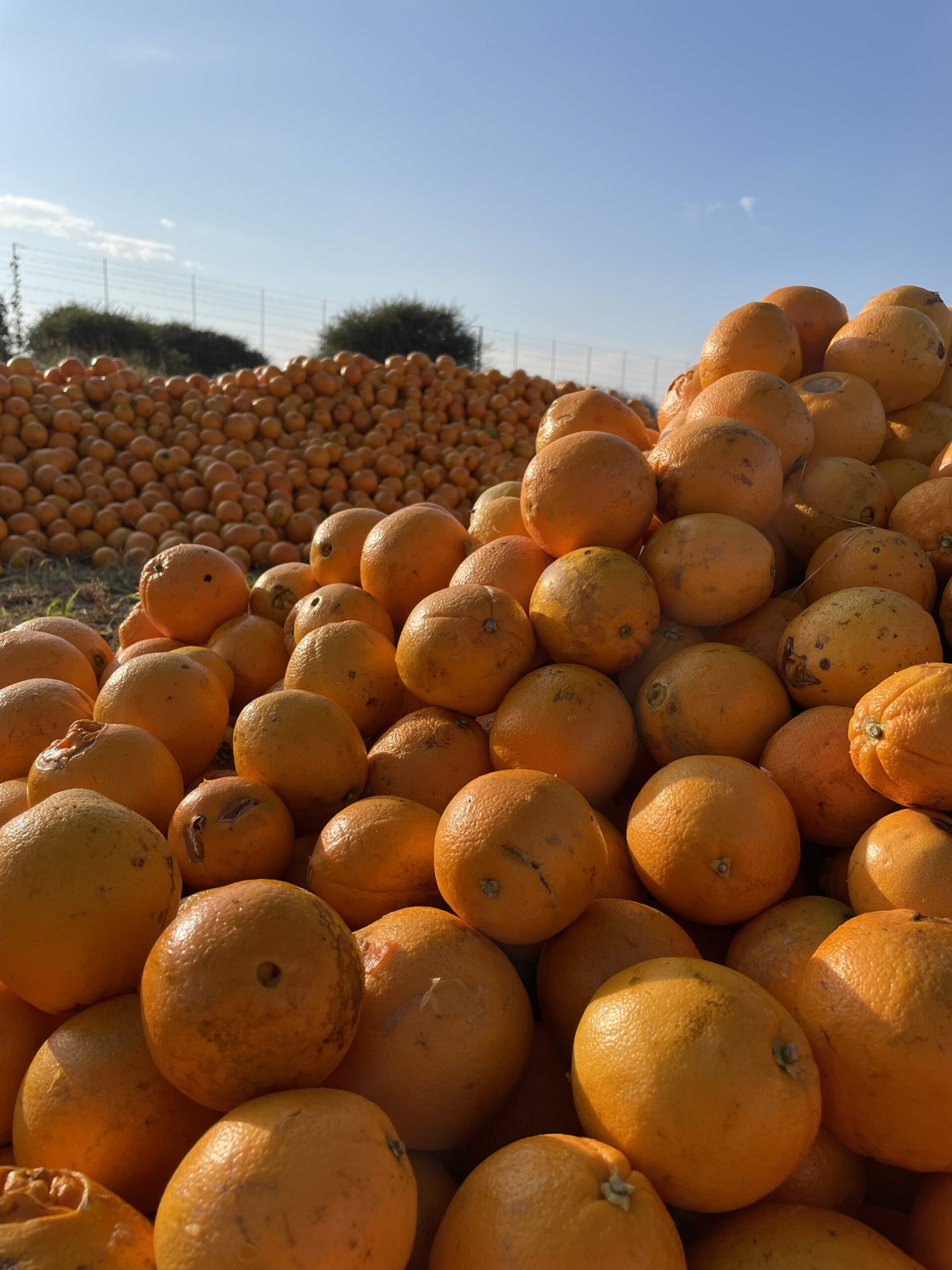 Trunkfuls of Thanks to Our Supporters | HERD’s Gratitude Blog