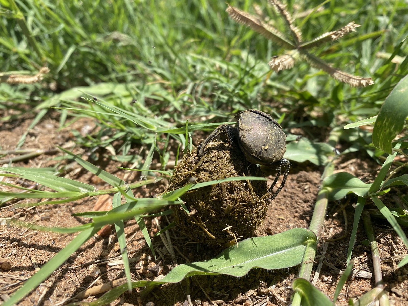 A Whole Lot of Elephant Dung! The HERD Compost & Bokashi Project