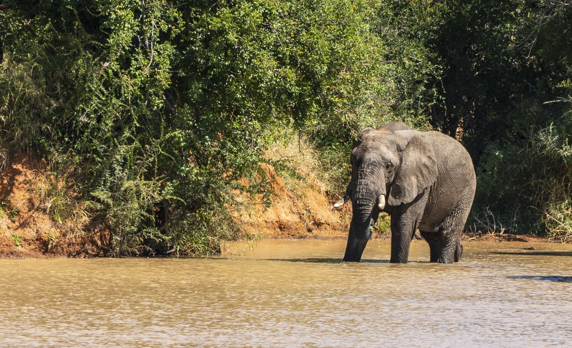 Help Save An Elephant’s Home