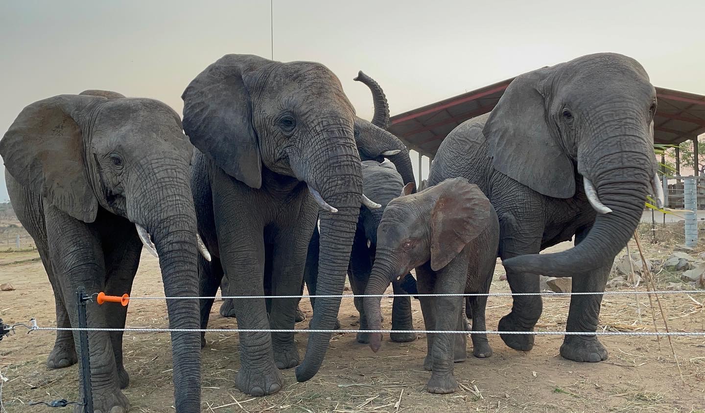 Khanyisa’s First Night at the Homestead