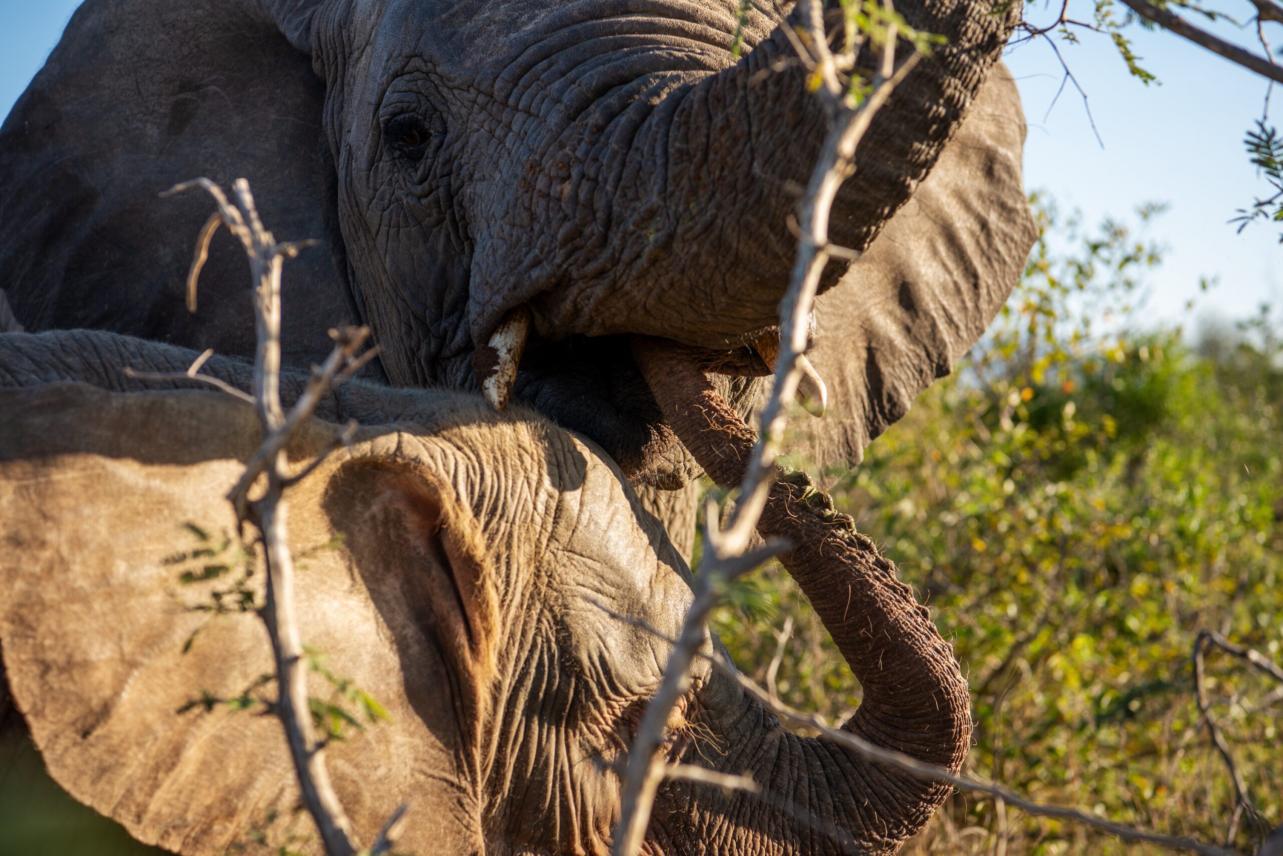 Why Do Elephants Place Their Trunks In Each Other’s Mouths?