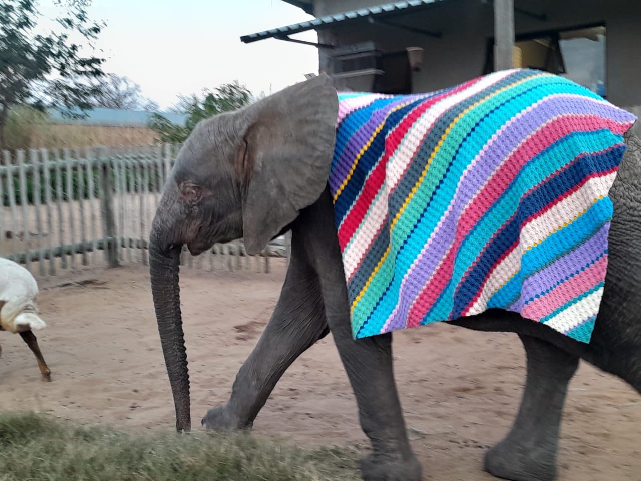 Generous Hearts Helping Gentle Giants | HERD’s Gratitude Blog