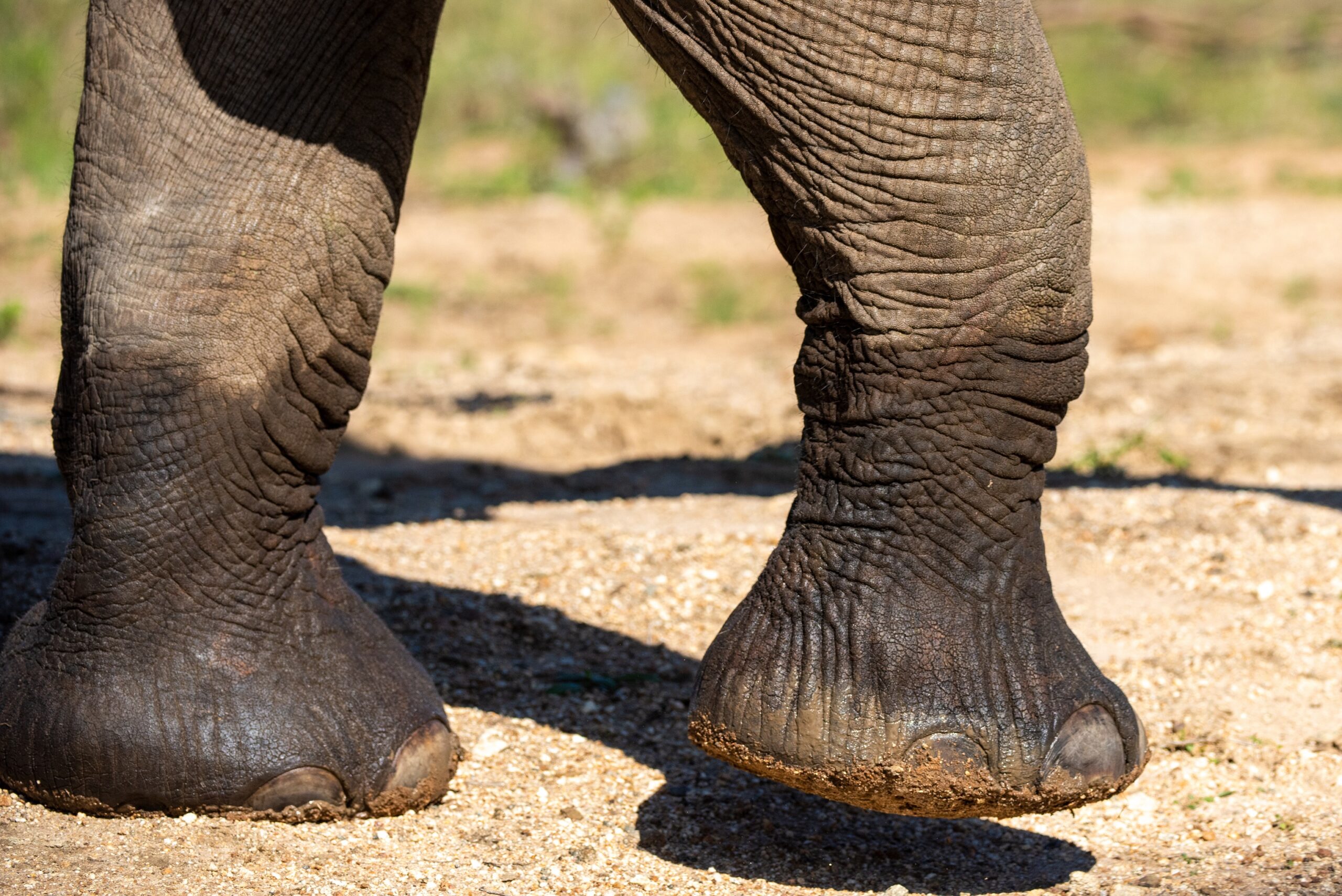 Kicking, Scuffing, and Swinging: The Unexpected Things Elephants Use Their Feet For