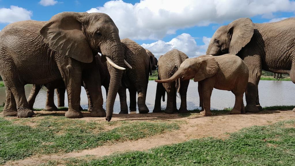 Tigere Shares an Update on All 16 Elephants!