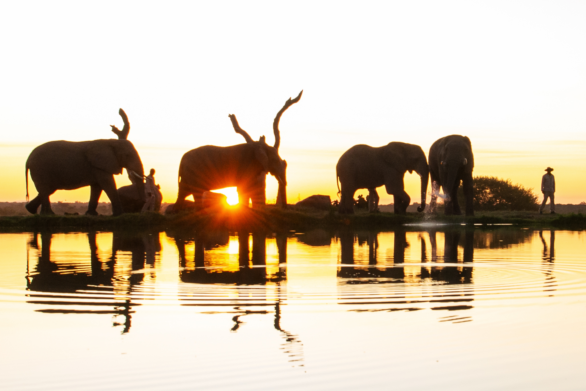 Why The Elephants Are On Contraception & What It Means