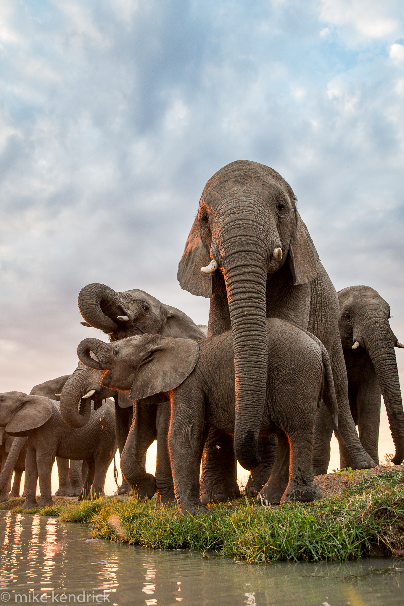 The-Jabulani-herd-and-Timisa