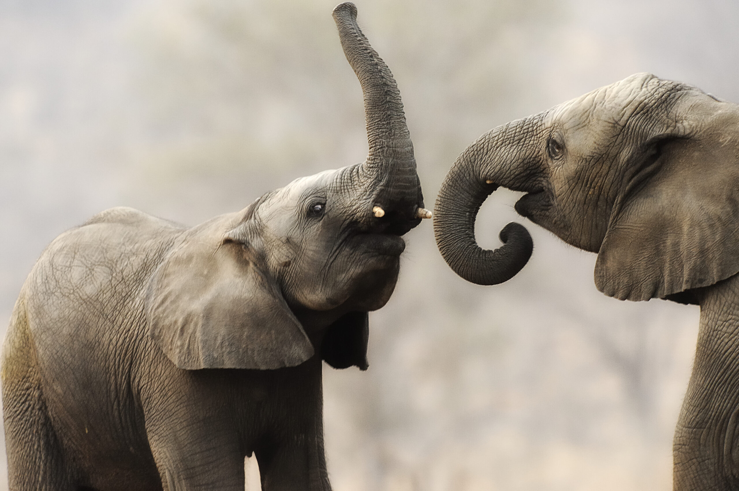 Zindoga-and-Klaserie-2009-Dave-Smith-2