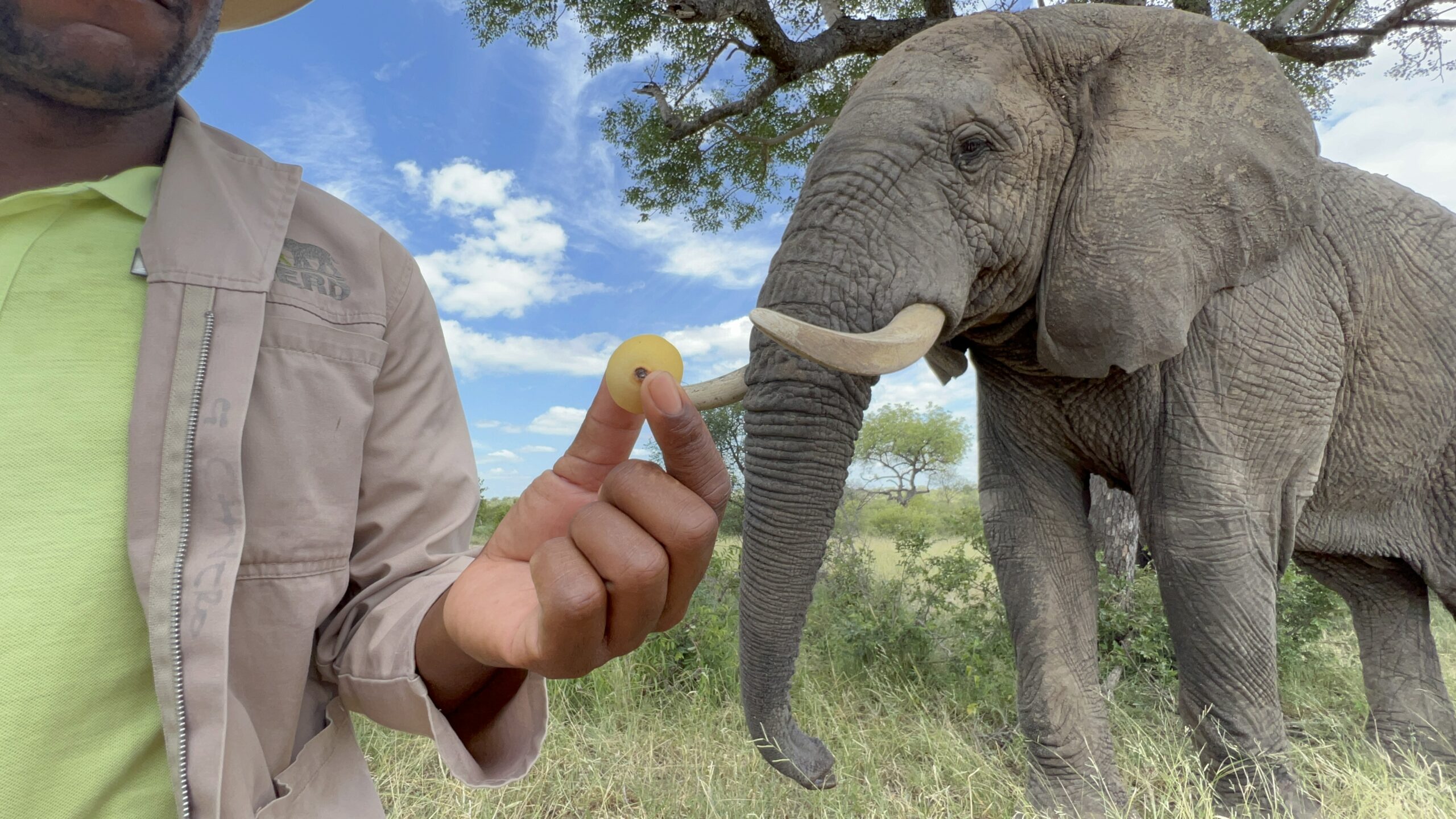Marula Season is Here! Discover the Elephants’ Favourite Fruit