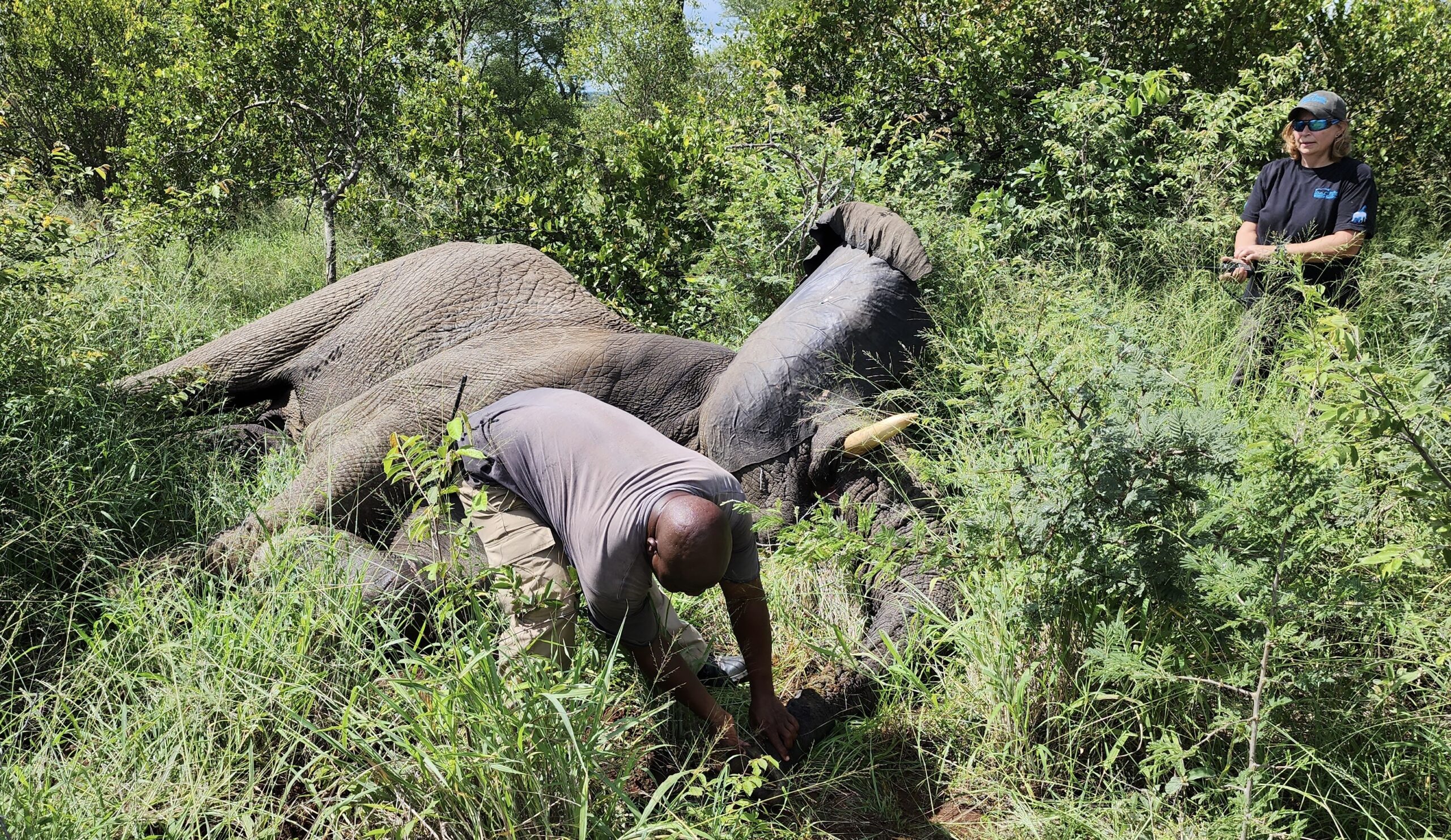 Elephant Bull, Mambo Goes Missing! HERD’s (Almost) Mission Impossible