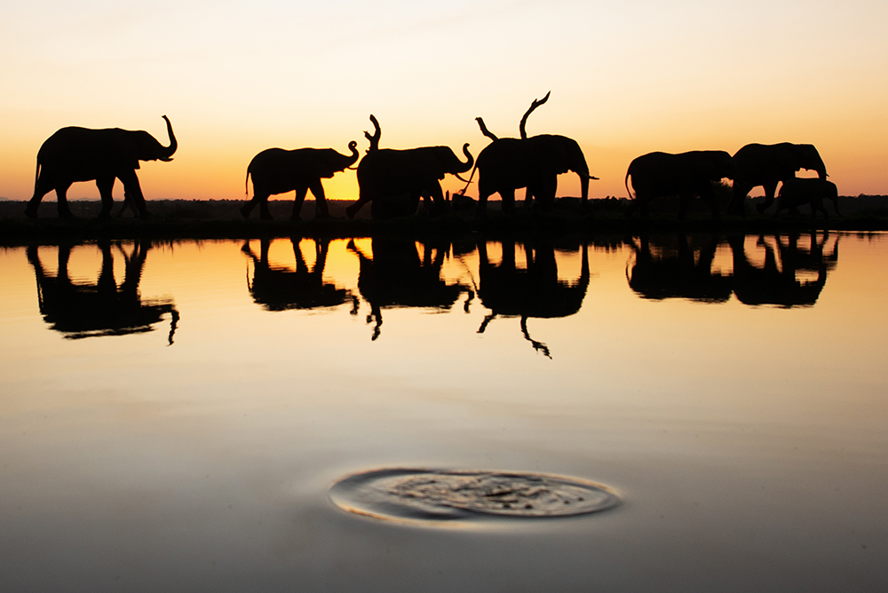 Help an Elephant, Help a Herd