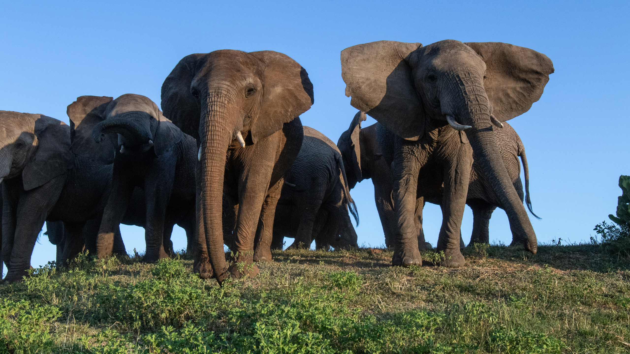 How Elephants Communicate with Their Ears