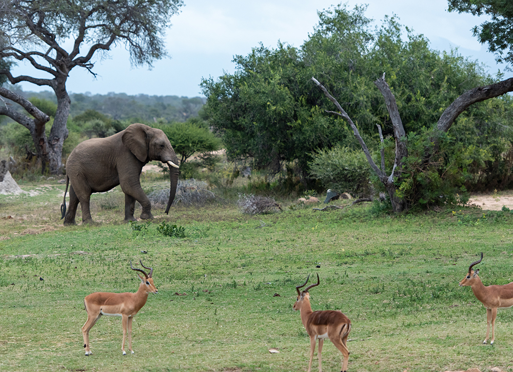 The Wildlife We Share Our Wilderness With