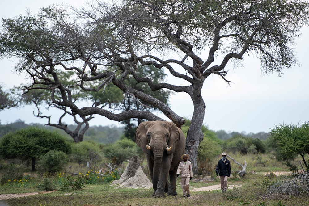 Help Save an Elephant’s Home – An Update on our Restoration Project