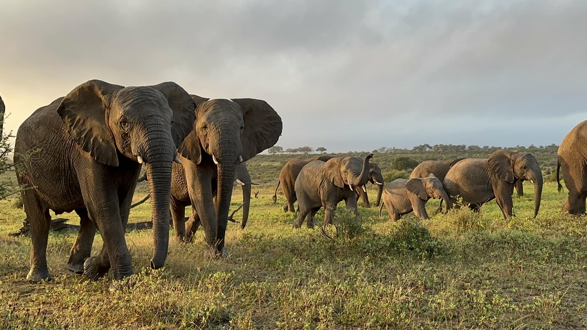 Walk With the Elephants