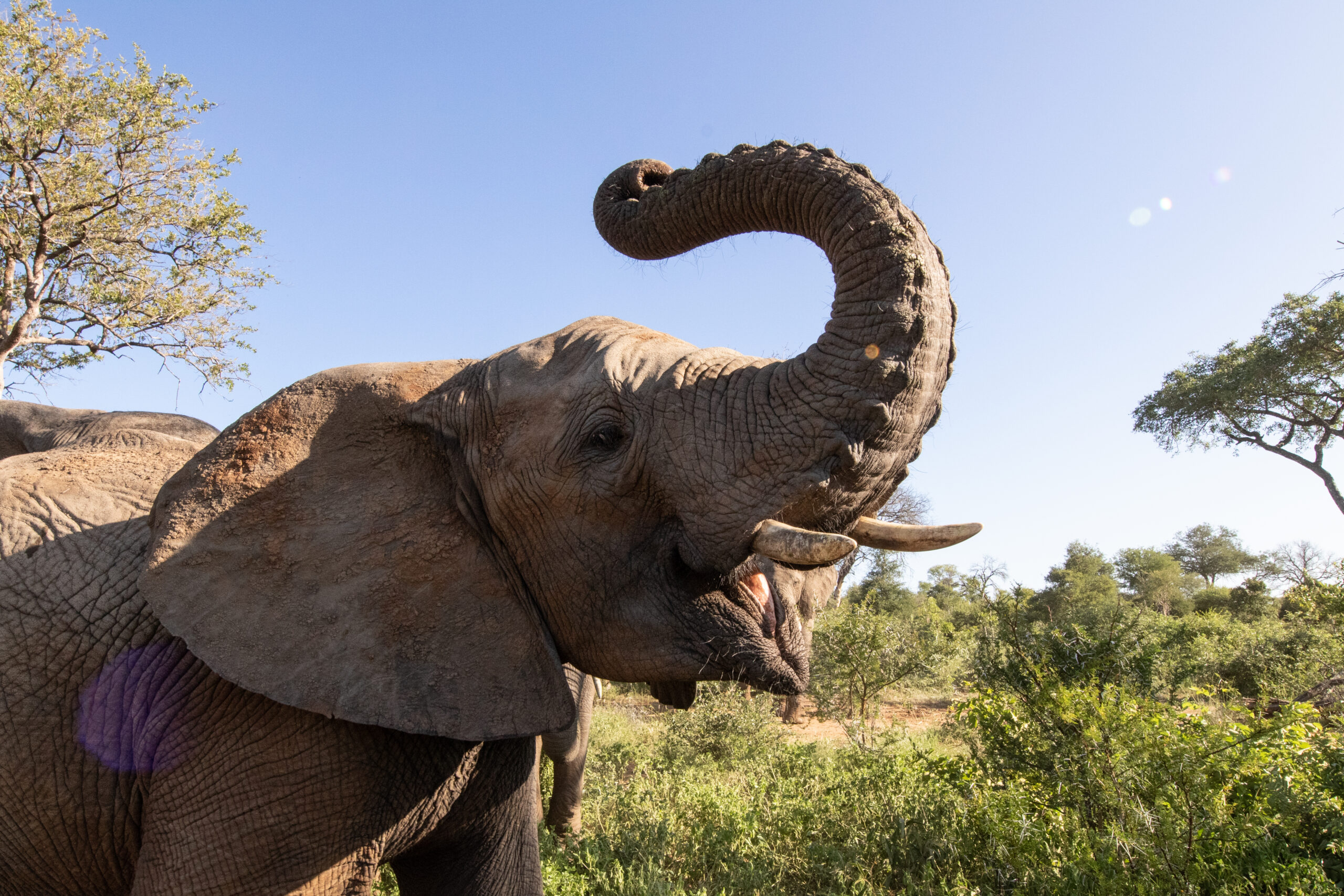 Are There Really 150,000 Muscles in an Elephant’s Trunk? | All Your Elephant Trunk Questions Answered