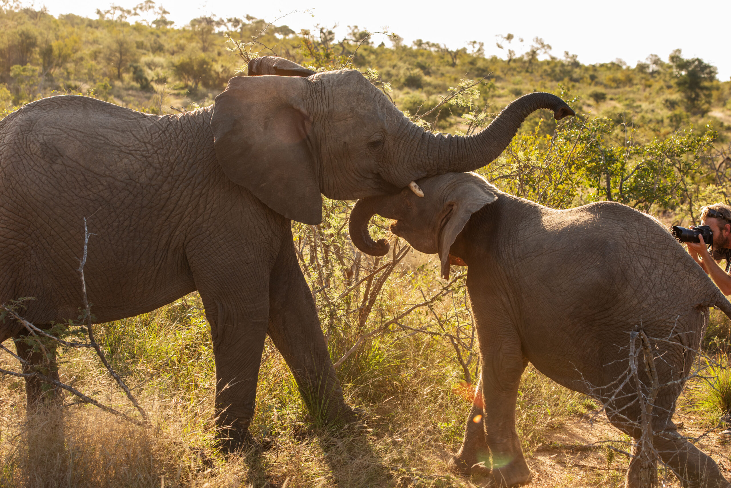 Elephant Lessons With Adine & Owen