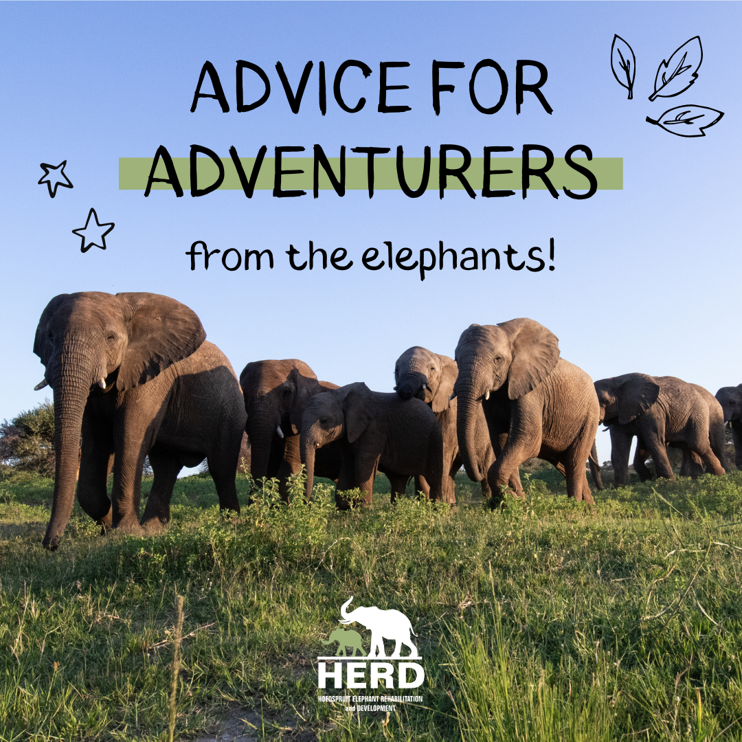 Advice for Adventurers – from the elephants!