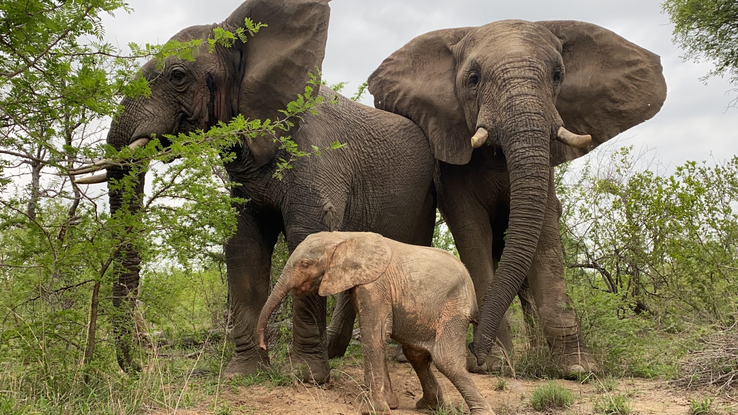 Is Fishan the Father of the Elephant Herd?