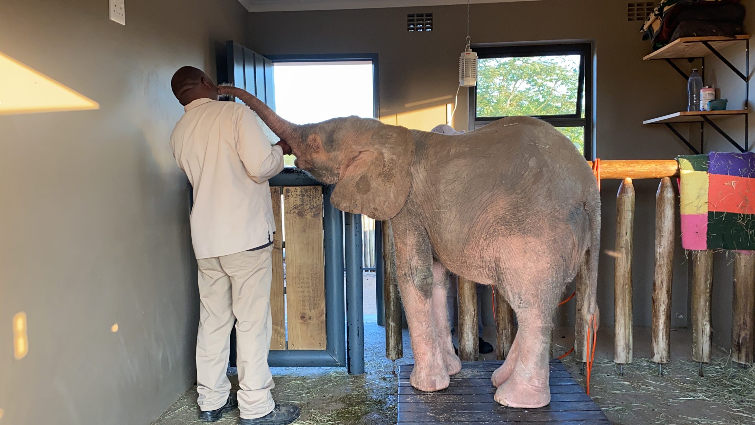 Albino Baby Elephant, Khanyisa Weighs One Tonne!